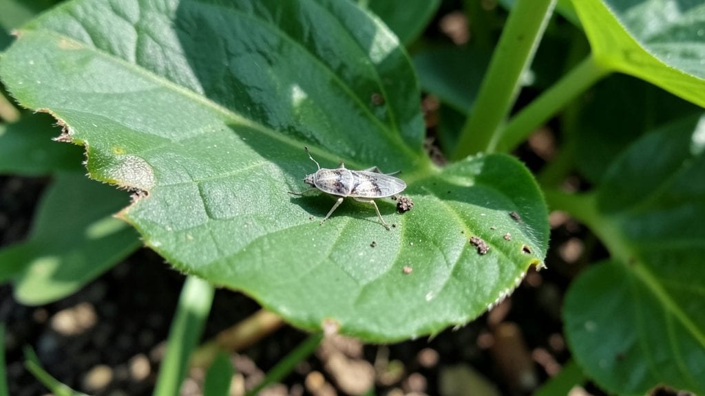 Hosta Plant Bugs: Identify and Eliminate Common Pests Fast