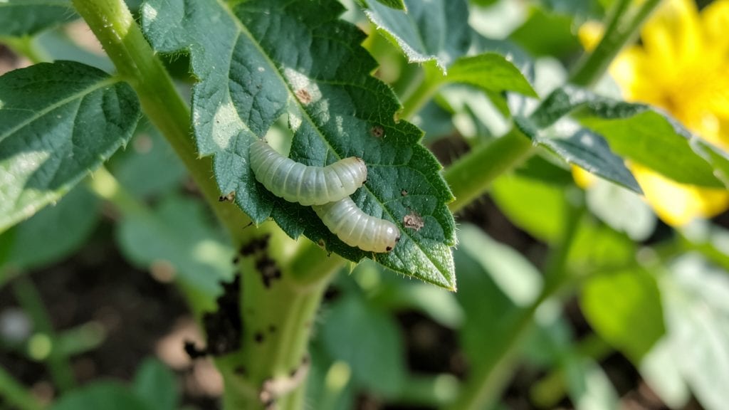 Worms on Tomato Plant Leaves: Humane Removal Without Harming Roots